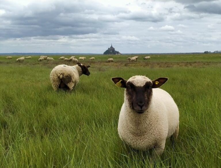 agneau de pré salé de la baie du mont saint michel de la ferme des obiones