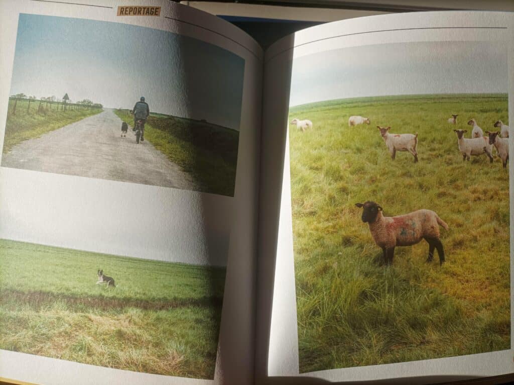 reportage photo des agneaux de la ferme des Obiones