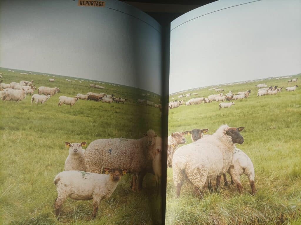 Les moutons de pré salé de la baie du Mont Saint Michel