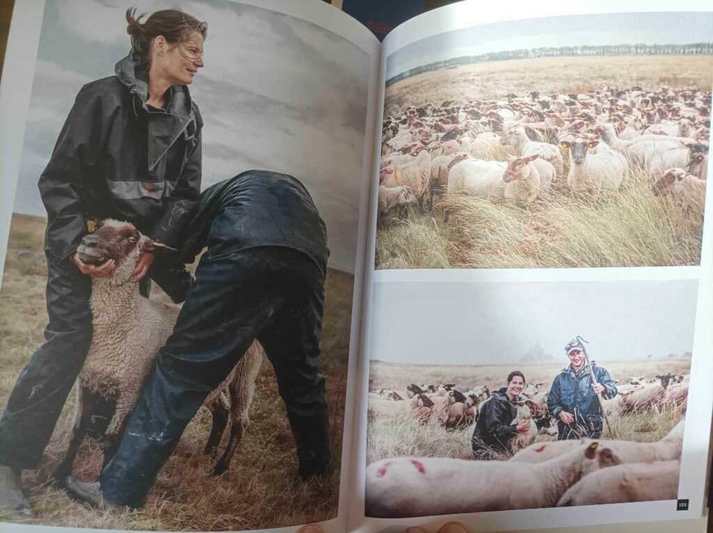 Sophie et Félix soigne une brebis dans les pré salé