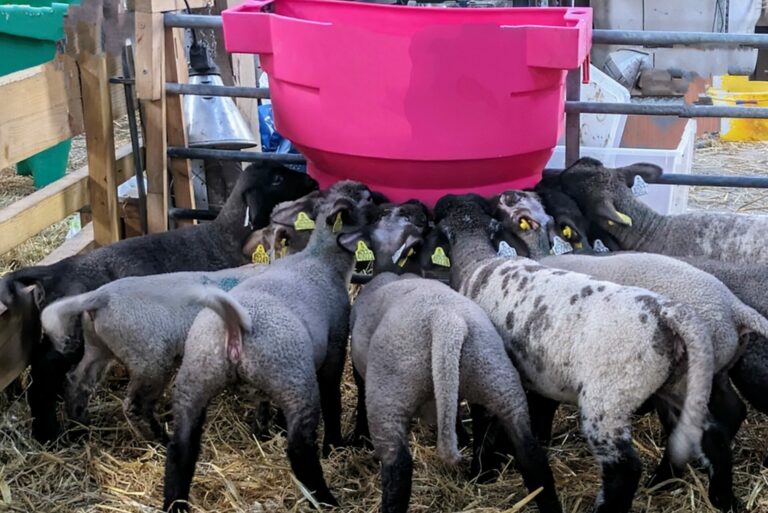 agneaux élevés au biberon à la ferme des obiones
